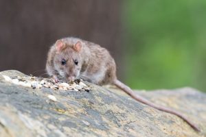 rat treatment manchester