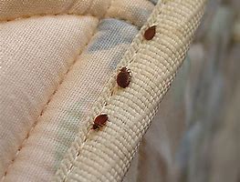 bed bug treatment manchester