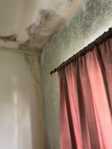 Oldham mould removal service, how to prevent black spot mould, what is causing black spot mould