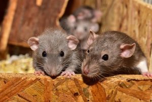 how to remove rats from a property
