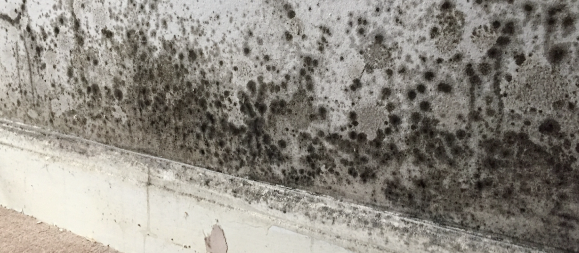 black spot mould
