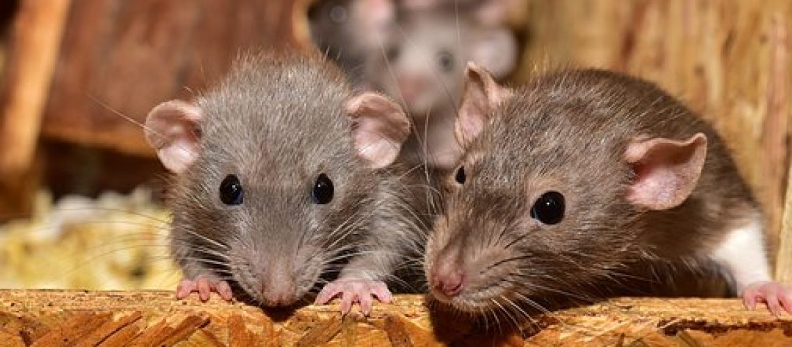 how to remove rats from a property
