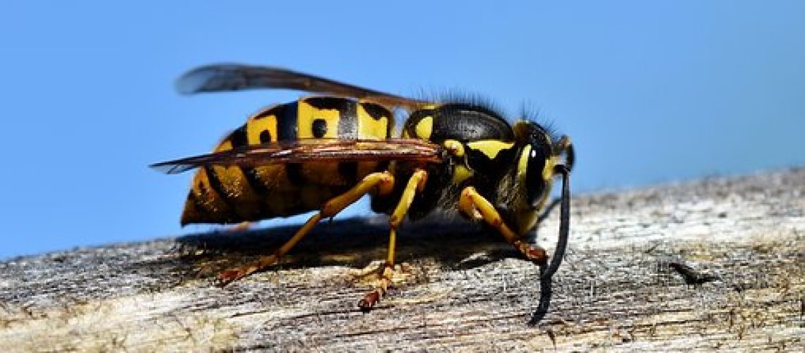 Pest control services